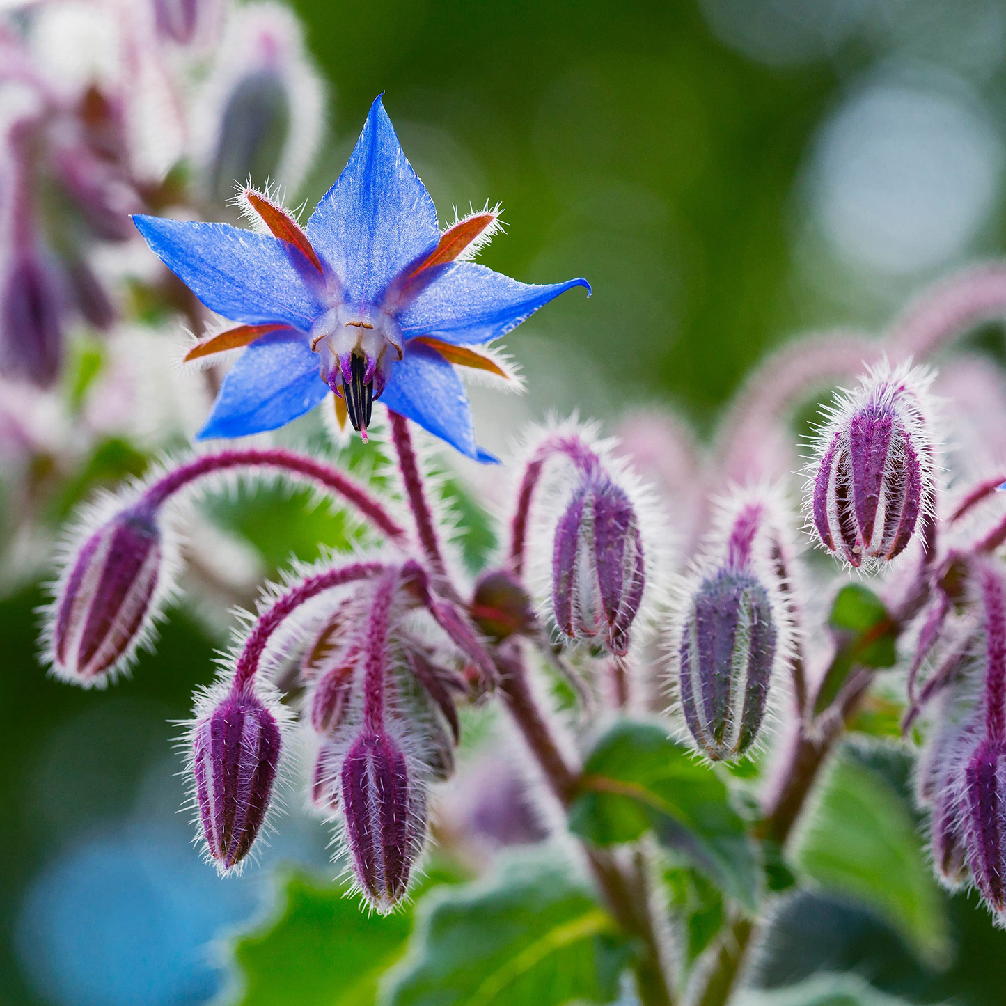 Borage Seeds 1 Gram Borago officinalis Edible Flowers Pollinator Friendly Herb for Garden Planting
