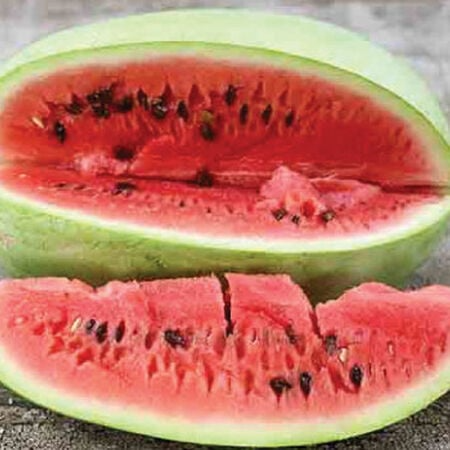 Charleston Grey Watermelon Seeds – Sweet Juicy Fruit, Drought-Tolerant, Disease-Resistant, Open-Pollinated, 20 Seeds