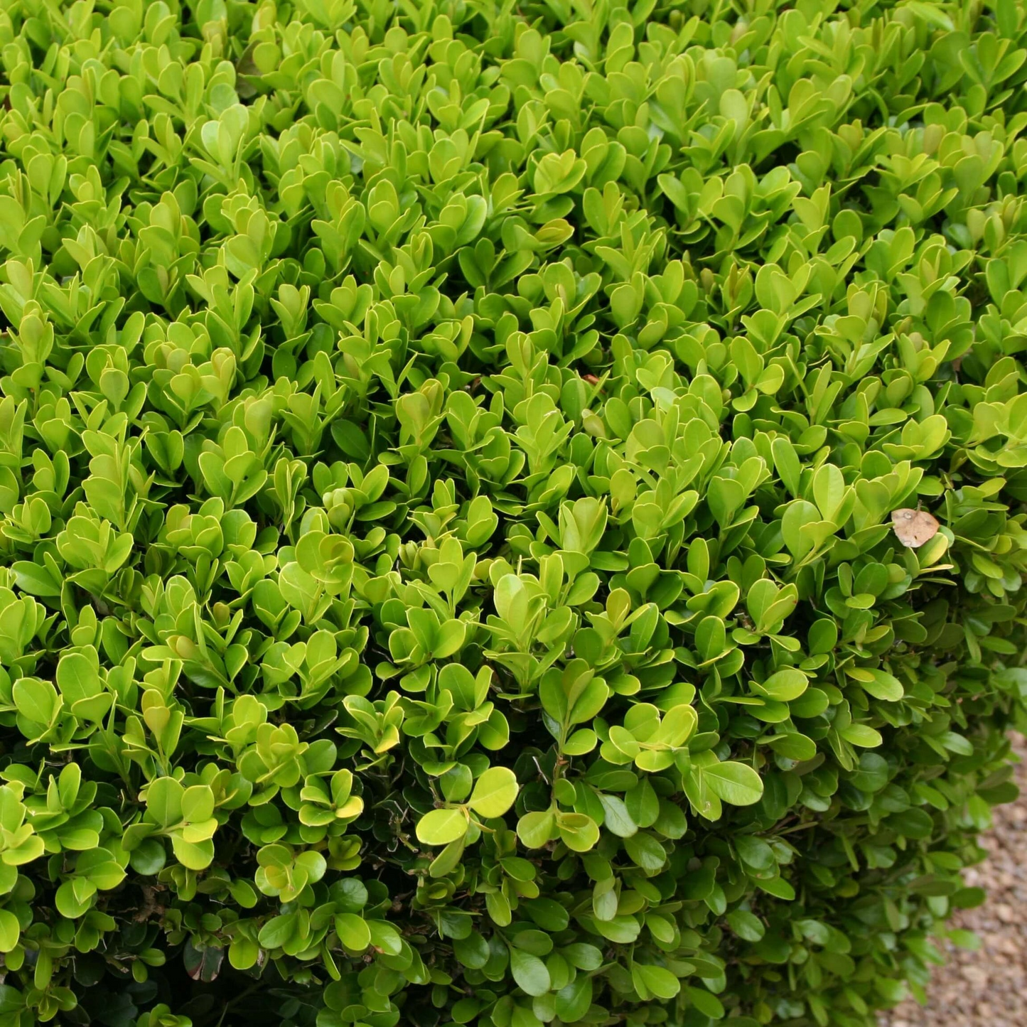 6 Japanese Boxwood Live Plants 12" Buxus microphylla japonica Evergreen Shrubs for Hedges & Landscaping