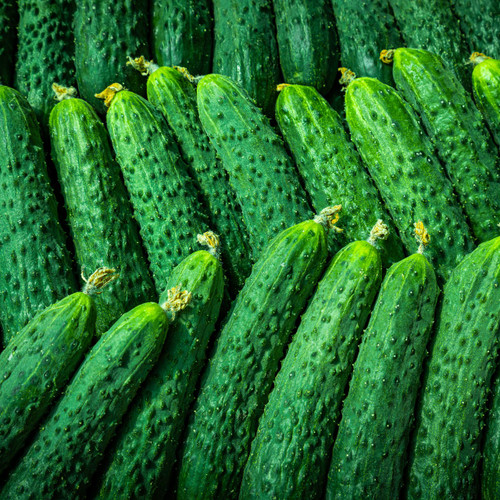 10 Seeds Chinese Snake Curved Cucumber Cucumis sativus Heirloom, Long Slender, Crisp, Heat Tolerant, Garden Planting