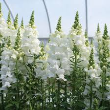 Antirrhinum majus Legend White Snapdragon Seeds β Double Blooms, Pollinator-Friendly, Garden & Cut Flowers