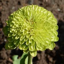 200 Zinnia Envy Elegans Lime Green Seeds – Rare, Non-GMO, Pollinator-Friendly, Butterfly Attracting, Easy to Grow