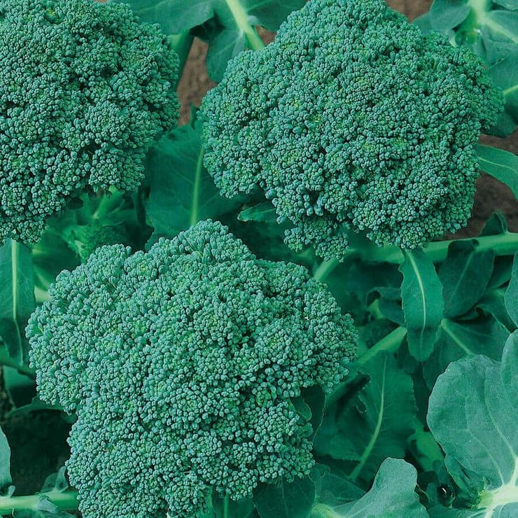 Waltham 29 Broccoli Seeds – Heirloom, Cold-Hardy, High-Yield, Sweet & Tender Brassica oleracea, Vegetable Garden Seed
