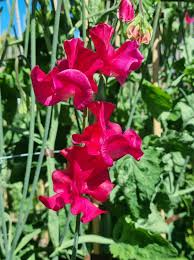 Sweet Pea Seeds – Magenta Pink Blooms – Climbing Flower Vine for Bouquets & Gardens – Lathyrus odoratus