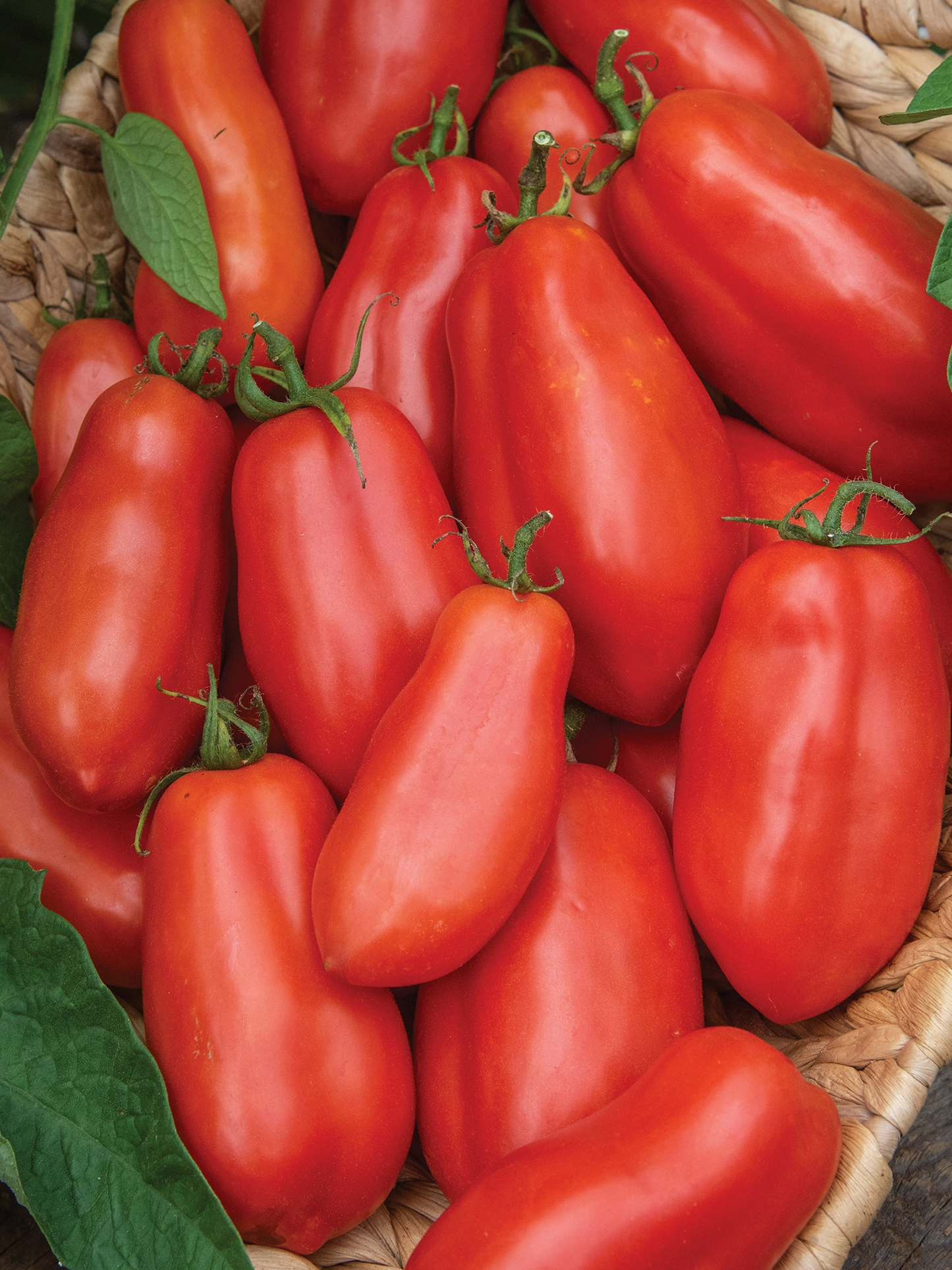 Tomato Seeds San Marzano Heirloom Variety for Canning & Sauces, 100mg, High Yield, Indeterminate, Garden & Container Planting