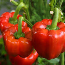 Sweet Yolo Wonder L Pepper Seeds β Heirloom Non-GMO Red Bell Pepper Seeds for Cooking & Gardening