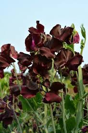 Windsor Sweet Pea Seeds – 50+ Deep Purple Blooms – Climbing Vine for Trellises, Bouquets & Gardens – Lathyrus odoratus