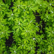 Fenugreek Herb Seeds โ Aromatic Culinary Herb, Non-GMO, Fast-Growing, Trigonella foenum-graecum