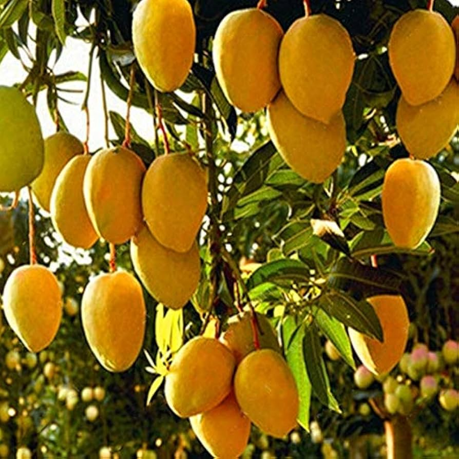 Mango Haden Starter Plant - Live Tropical Fruit Tree - Edible Juicy Mango - Mangifera