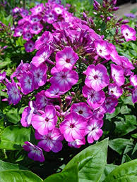 Purple Volcano Phlox Seeds – 100+ Fragrant Perennials for Borders, Pollinators, Garden Planting – Phlox paniculata