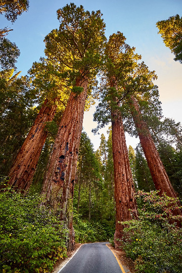 Giant Sequoia Redwood Seeds 40 Pack - Sequoiadendron sempervirens - Fast Growing, Drought Tolerant, Large Landscape Tree