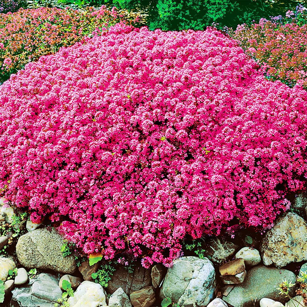 1000 Seeds Creeping Thyme Scarlet Red Ground Cover Perennial, Drought-Tolerant, Low Maintenance, Rock Garden, Thymus serpyllum
