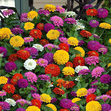 Zinnia Tranquility Mix Seeds - Double Bloom Vibrant Flowers for Cut Arrangements, Butterflies & Hummingbirds - Zinnia elegans