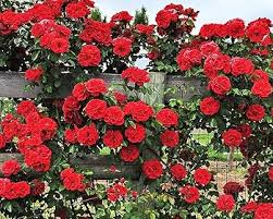 20pcs Red Climbing Rose Seeds | Vining Roses, Deep Red Blooms, Fragrant, Fast Growing, Trellises & Fences, Rosa spp.