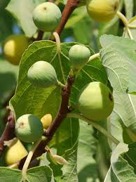 Yellow Long Neck Fig Seeds β Ficus carica, Sweet Large Figs, Drought-Tolerant, Self-Pollinating, for Garden & Container Growing