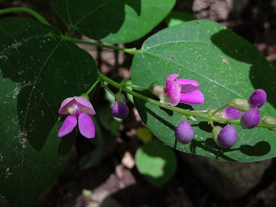 Wild Kidney Bean Vine Seeds, Native Perennial Climber, Phaseolus polystachios, Ornamental & Edible Beans, Eco-Friendly Garden Plant