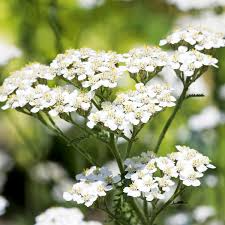 White Yarrow Seeds – Achillea millefolium Perennial Pollinator-Friendly Herb for Gardens and Borders