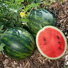 Mini Love Watermelon Seeds - Personal-Size 3-5 lb Melons, Sweet Red Flesh, Container-Friendly, Fast Growing Citrullus lanatus