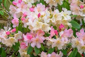 Azalea Rhododendron Deciduous Rooted Starter Plant – Multi-Color Blooms, Hardy Garden Shrub, Rhododendron Scientific Name