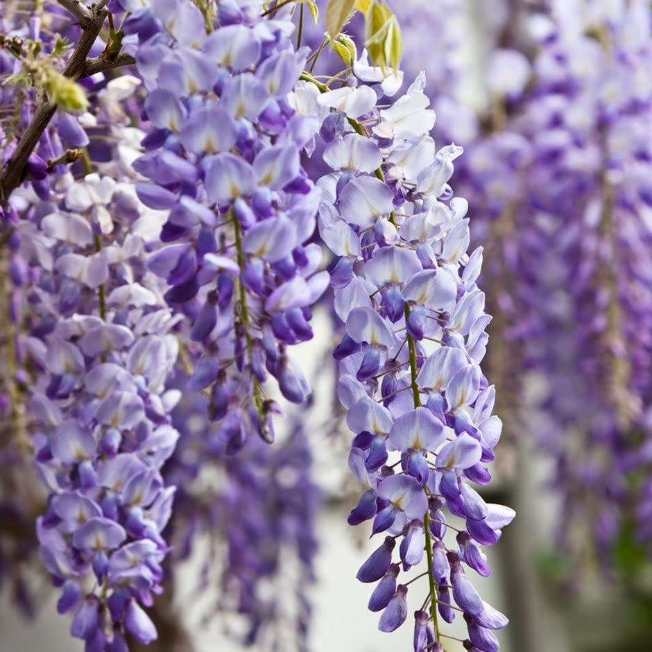 Bare Root Blue Chinese Wisteria Tree 1-2 Ft Tall, Wisteria sinensis, Fragrant Lavender-Blue Flowers, Climbing or Tree Form