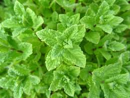 Peppermint Herb Seeds 2000 Pack – Mentha × piperita for Tea, Culinary, Aromatic, Fast-Growing