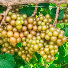 Scuppernong Grape Seeds | 5 Fresh Vitis rotundifolia | Edible, High-Yield Muscadine Vine for Growing Sweet Bronze Grapes