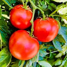 Tomato Seeds Super Sioux 100mg – Heat-Tolerant Solanum lycopersicum for Home Gardening & Planting