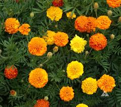 500mg Marigold Petite Mixture Seeds - Compact French Marigolds for Gardens & Containers