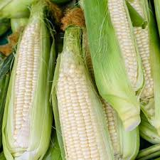 Silver Queen Hybrid Sweet Corn Seeds – Zea mays, Heirloom, High-Yield, Fresh Sweet Corn for Gardening & Summer Harvest