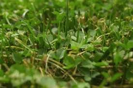 Micro Clover Seeds 5000 Non-GMO Low-Maintenance Ground Cover Lawn Alternative Eco-Friendly for Gardens & Lawns