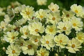 Xanthos Cosmos Seeds – Soft Yellow Blooms, Compact Pollinator-Friendly Annuals for Gardens & Containers, Cosmos bipinnatus