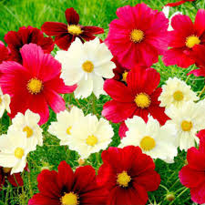 Cosmos Rubies Sunshine Mix Seeds – Non-GMO Wildflower, Perennial, Butterfly & Pollinator Attracting Garden Plant