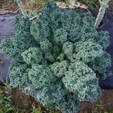 Dwarf Blue Curled Scotch Kale Seeds β Non-GMO Heirloom, Cold Hardy, Nutritious Greens, Brassica oleracea