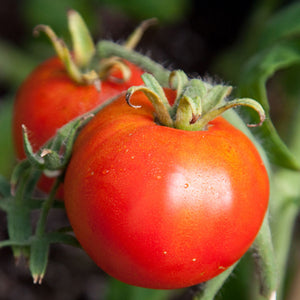 Tomato Seeds 100mg, Legend Heirloom, Disease-Resistant, Early-Maturing, Solanum lycopersicum Vegetable for Planting