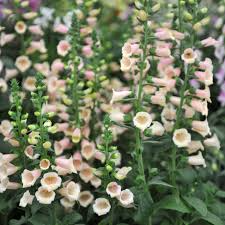 Apricot Beauty Foxglove Seeds | Tall Biennial | Pastel Apricot-Pink Blooms | Digitalis purpurea | Pollinator & Cut Flower Garden