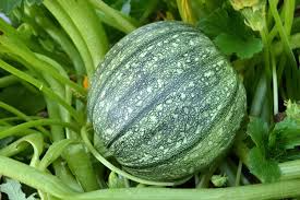 Round Zucchini Seeds 1g Heirloom Cucurbita pepo for Gardening, Summer Harvest, Vegetable Planting
