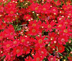 Coreopsis Seeds 100mg Plains Dwarf Red Wildflower, Coreopsis tinctoria, Compact Red Blooms for Borders & Containers