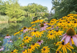 250 Seeds Echinacea purpurea & Rudbeckia hirta Mix - Native Wildflowers for Pollinators, Heirloom, Non-GMO, Drought-Tolerant, Perennial Garden Seeds