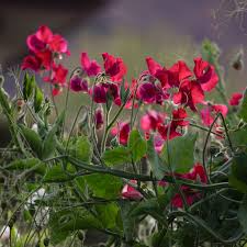 Topsy Sweet Pea Seeds – Crimson Red Blooms – Climbing Vine for Trellises, Borders & Bouquets – Lathyrus odoratus, USA