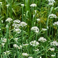 Garlic Chives Seeds 300mg Allium tuberosum Heirloom Non-GMO Perennial Herb Edible Leaves & Flowers