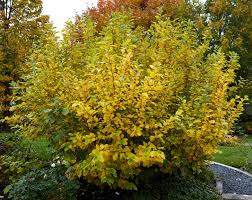 Witch Hazel Shrub Bare Root Plant 10-12" Hamamelis virginiana Fragrant Yellow Blooms for Zones 3-8