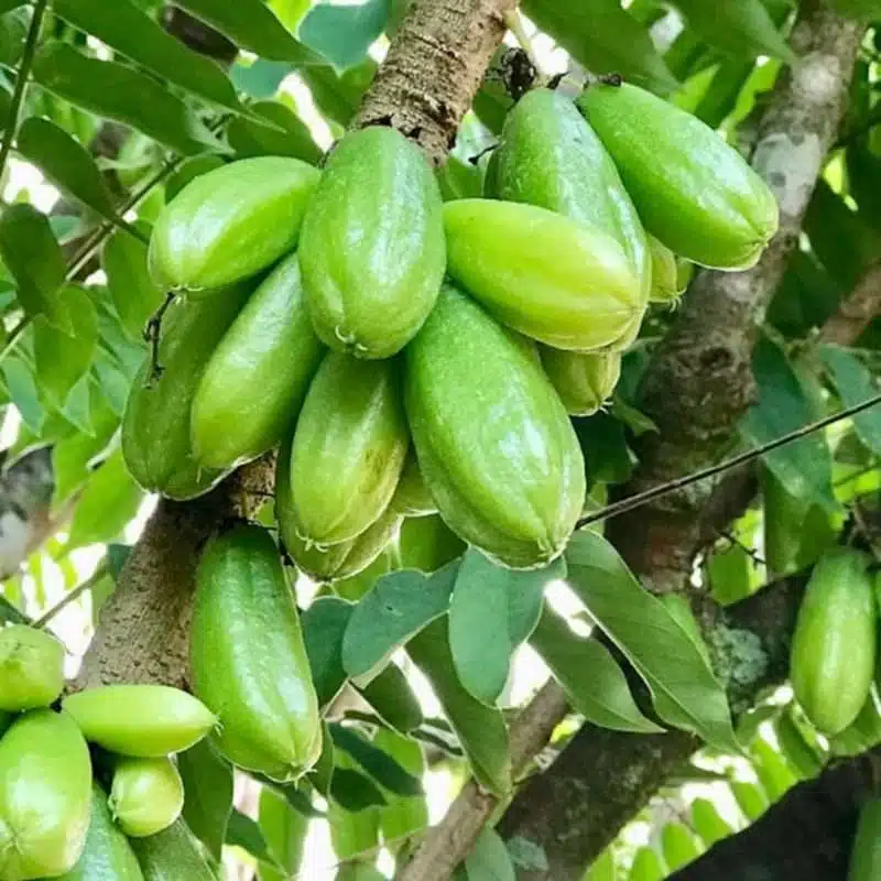 Live Bilimbi Tree - 1-2 ft. Averrhoa bilimbi Tropical Sour Fruit Tree for Culinary Use, Asian Fruit, Tropical Garden Plant
