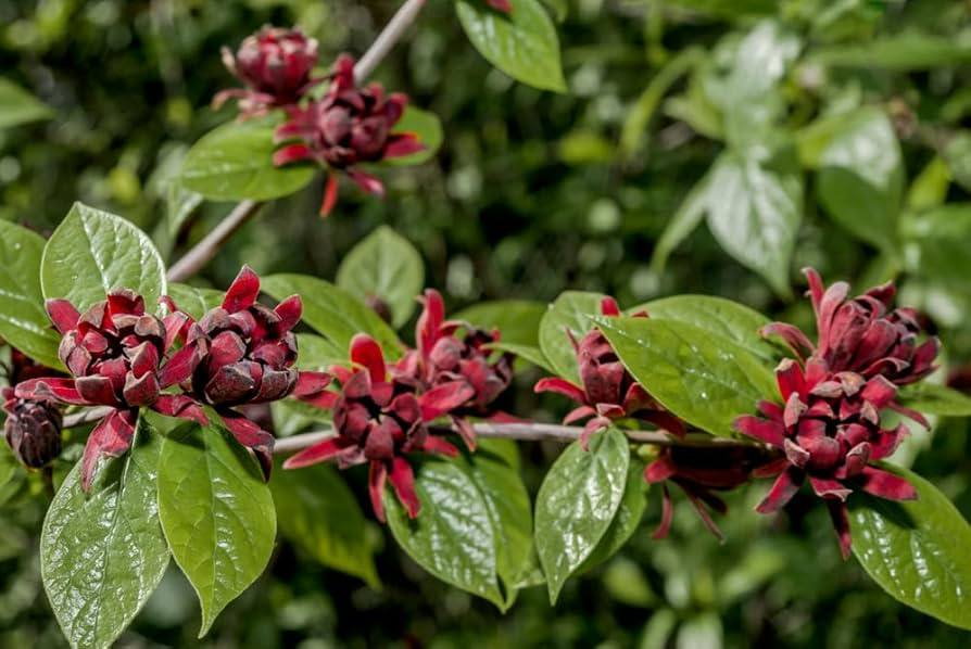 Sweetshrub Seedlings for Planting | Live Starter Plants | Fragrant Calycanthus Shrubs | Hardy Low-Maintenance Garden Plants