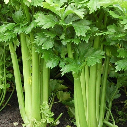 500 Seeds Celery Tall Utah 52/70 Apium graveolens Heirloom Crisp Sweet for Gardens & Containers