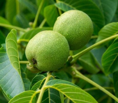 Black Walnut Tree Plants 18-24 Inches | Juglans nigra Bare Root Nut & Shade Tree for Zones 4-9