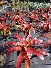 Bromeliad Neoregelia Gazpacho Starter Plant - Exotic Tropical Indoor/Outdoor Plant with Red & Orange Foliage