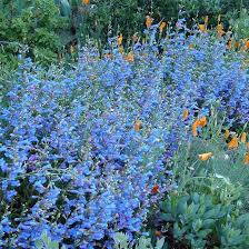 Blue Penstemon Seeds – Penstemon cyaneus Native Wildflower Drought-Tolerant Pollinator Plant, 100mg