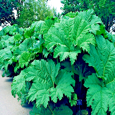 Gunnera Manicata Seeds β Dinosaur Food, Giant Hardy Herbaceous Plant, Prehistoric Architectural Rhubarb, Bog Garden, Rare Seeds