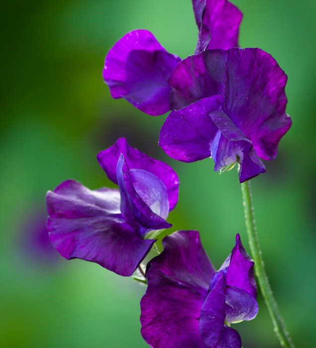 Andrea Robertson Sweet Pea Seeds – 50+ Rose-Pink Climbing Flower Vines for Bouquets & Gardens – Lathyrus odoratus