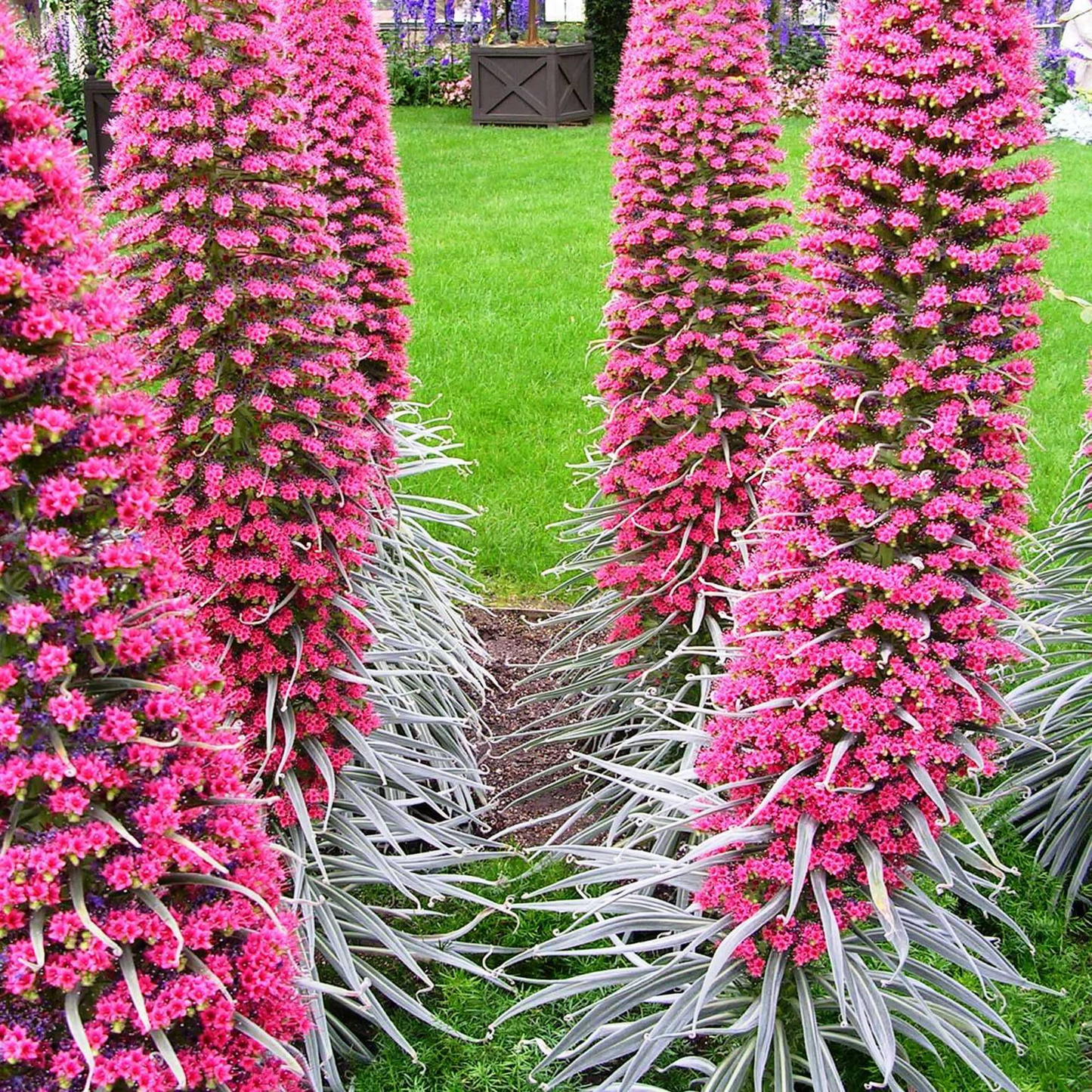 50 Tower of Jewels Red Bugloss Seeds | Vibrant Red Flowers, Pollinator Attracting, Hardy Perennial, Tropical, Drought Tolerant, Echium wildpretti